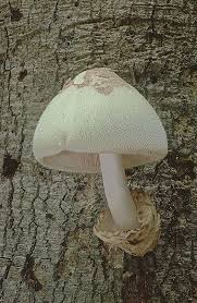 Attēlu rezultāti vaicājumam “Volvariella bombycina”