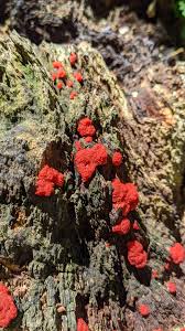 Attēlu rezultāti vaicājumam “Tubifera ferruginosa subsp. acutissima”