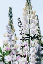 Image result for Lupinen