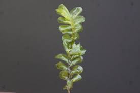 Attēlu rezultāti vaicājumam “Plagiochila porelloides sporophyte”