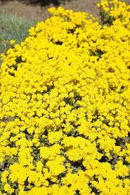 Attēlu rezultāti vaicājumam “Alyssum gmelinii”