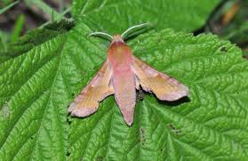 Attēlu rezultāti vaicājumam “Deilephila porcellus”