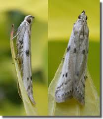 Attēlu rezultāti vaicājumam “Phycitodes binaevella”