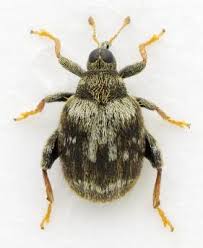 Attēlu rezultāti vaicājumam “Rhynchaenus lonicerae”