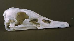 Attēlu rezultāti vaicājumam “Cygnus cygnus juvenile”