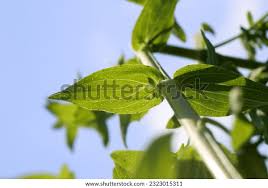 Attēlu rezultāti vaicājumam “Hypericum perforatum leaf”
