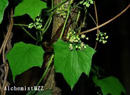 Attēlu rezultāti vaicājumam “Menispermum dauricum leaf”