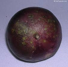 Attēlu rezultāti vaicājumam “Chrysosplenium alternifolium fruit”