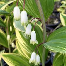 Attēlu rezultāti vaicājumam “Polygonatum odoratum”