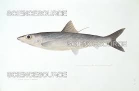 Image result for Albula vulpes