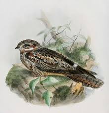 Image result for Caprimulgus europaeus