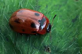 Attēlu rezultāti vaicājumam “Gonioctena viminalis”