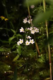 Attēlu rezultāti vaicājumam “Hottonia palustris flower”