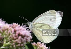 Attēlu rezultāti vaicājumam “Pieris napi”