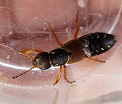 Attēlu rezultāti vaicājumam “Staphylinus erythropterus”