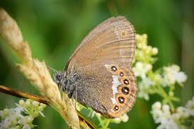 Attēlu rezultāti vaicājumam “Coenonympha hero”