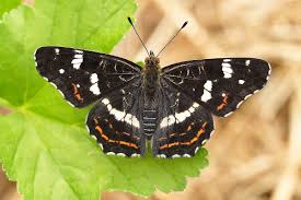 Attēlu rezultāti vaicājumam “Araschnia levana”