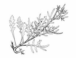 Attēlu rezultāti vaicājumam “Diplotaxis tenuifolia leaf”