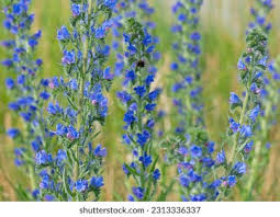 Attēlu rezultāti vaicājumam “Echium vulgare bud”