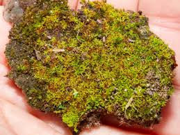 Attēlu rezultāti vaicājumam “Bryoerythrophyllum recurvirostrum”