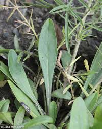 Image result for Scabiosa canescens