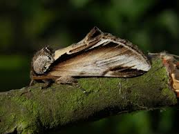 Attēlu rezultāti vaicājumam “Pheosia gnoma”