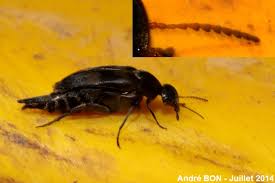 Attēlu rezultāti vaicājumam “Mordellidae”