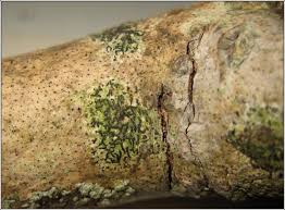 Attēlu rezultāti vaicājumam “Opegrapha atra”