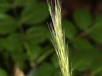 Attēlu rezultāti vaicājumam “Hordelymus europaeus fruit”