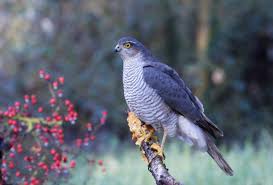 Attēlu rezultāti vaicājumam “Accipiter nisus female”