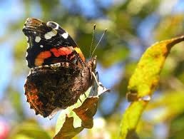 Attēlu rezultāti vaicājumam “Vanessa atalanta underside”
