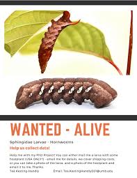 Attēlu rezultāti vaicājumam “Agonopterix hypericella imago”