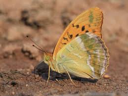 Attēlu rezultāti vaicājumam “Argynnis paphia female”