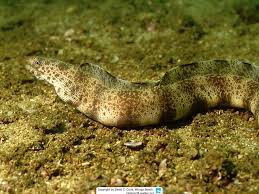 Image result for Gymnothorax vicinus