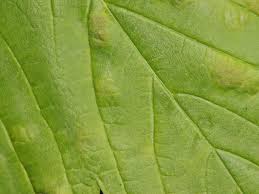 Attēlu rezultāti vaicājumam “Acer pseudoplatanus fo. purpurascens leaf”