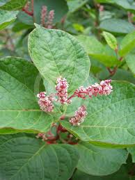 Attēlu rezultāti vaicājumam “Reynoutria japonica flower”