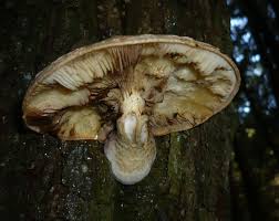 Attēlu rezultāti vaicājumam “Pholiota heteroclita”