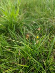 Attēlu rezultāti vaicājumam “Carex caryophyllea leaf”