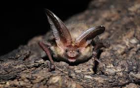 Attēlu rezultāti vaicājumam “Plecotus auritus”