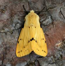Attēlu rezultāti vaicājumam “Spilosoma lutea imago”