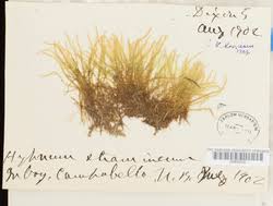 Attēlu rezultāti vaicājumam “Straminergon stramineum”