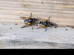 Attēlu rezultāti vaicājumam “Mesembrina meridiana”