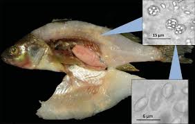 Image result for Perca flavescens