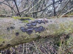 Attēlu rezultāti vaicājumam “Biscogniauxia granmoi”