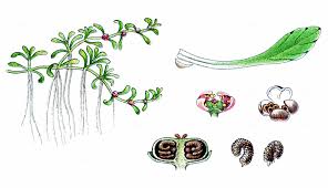 Attēlu rezultāti vaicājumam “Elatine hydropiper leaf”