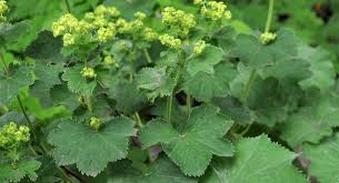 Image result for Rosengewächse