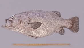 Image result for Polyprion americanus