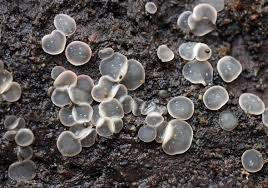 Attēlu rezultāti vaicājumam “Mollisia cinerea”