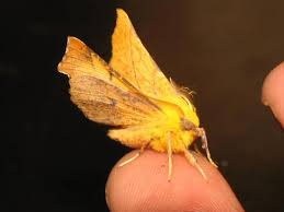 Attēlu rezultāti vaicājumam “Ennomos alniaria”