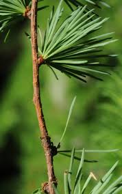 Attēlu rezultāti vaicājumam “Larix kaempferi fruit”
